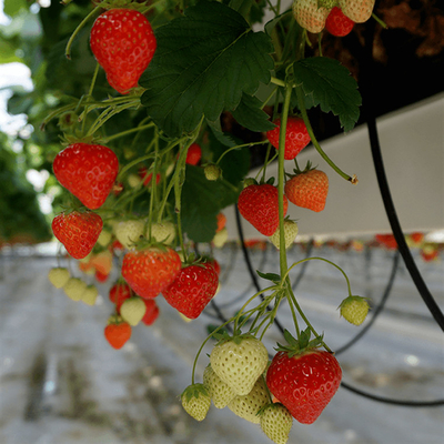 Strawberry Plant Greenhouse Poly Film Tunel Arch Folia z tworzywa sztucznego