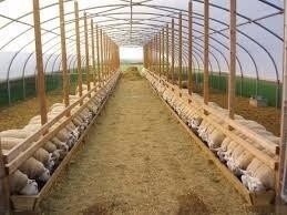Ocynkowana ogniowo stalowa tunel drobiowy szklarnia Wodoodporna szklarnia dla owiec