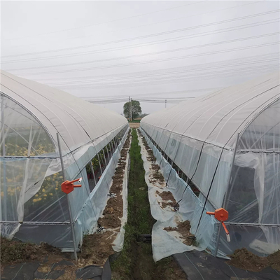 Pomidory rolnicze Jednowarstwowa szklarnia z folią 80 mikronów