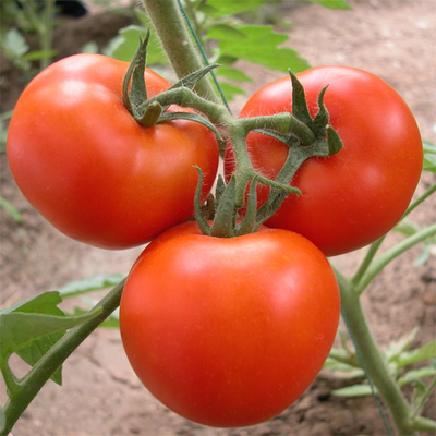 Boczny system wentylacji Rolniczy pomidorowy plastikowy tunel szklarniowy Single Span