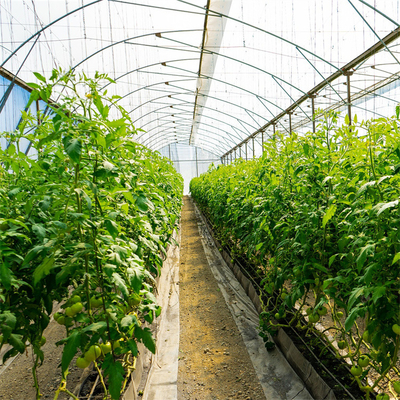 Boczny system wentylacji Rolniczy pomidorowy plastikowy tunel szklarniowy Single Span