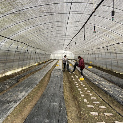 Wentylacja boczna Folia z tworzywa sztucznego Niski tunel Szklarnia Pojedyncza przęsło do uprawy grzybów