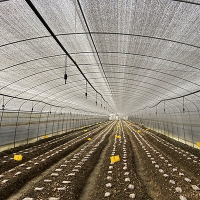 Wentylacja boczna Folia z tworzywa sztucznego Niski tunel Szklarnia Pojedyncza przęsło do uprawy grzybów