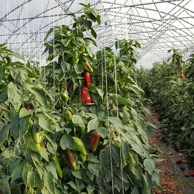 Sunlight High Double Arch Multi Span Greenhouse do sadzenia warzyw