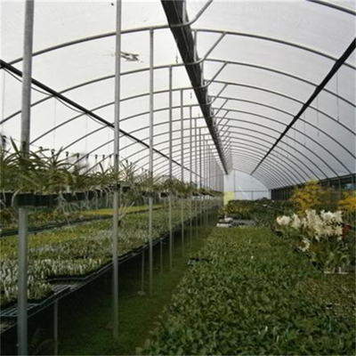 Folia zapobiegająca kapaniu Szklarnia o szerokości 10 m do sadzenia pomidorów
