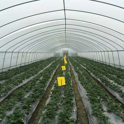 Rura łukowa 48 mm 150 mikronów Rolnictwo Pokryta folią z tworzywa sztucznego Pojedynczy tunel z folii polietylenowej Szklarnia