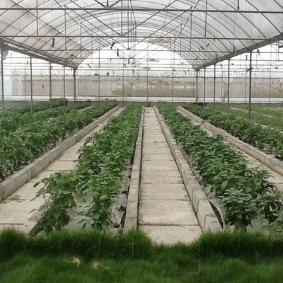 Odporne na wiatr rośliny rolnicze Rosnące system hydroponiczny Poly Film Multi Span Greenhouse